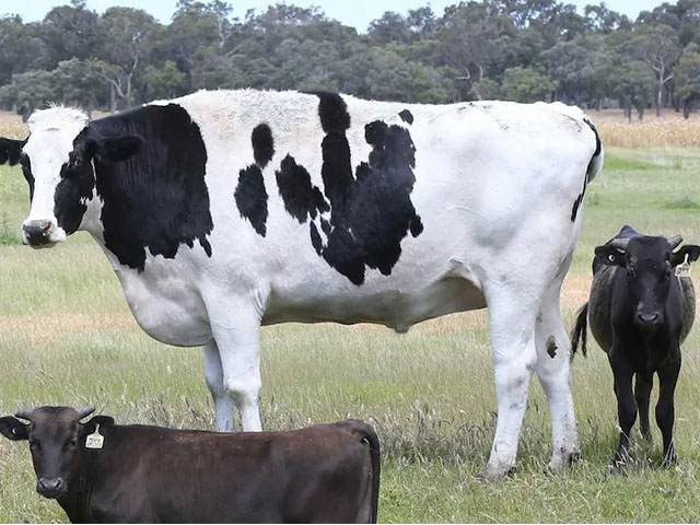 large-animal-chemicals-pakistan