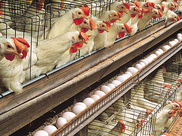 poultry-industry-chemicals-pakistan